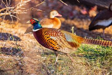 Close up shot of male Ring Necked Pheasant