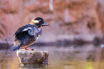 Close up shoot of Bufflehead Scratching its back