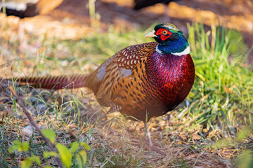 Close up shot of male Ring Necked Pheasant