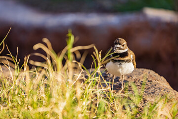 Close up shoot of cute Killdeer