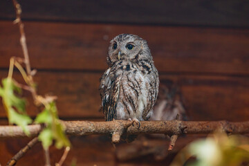 Close up shot of a Eastern Screech Owl