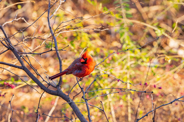 Close up shot of cute Northern cardinal
