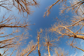 Looking up winter bare tree