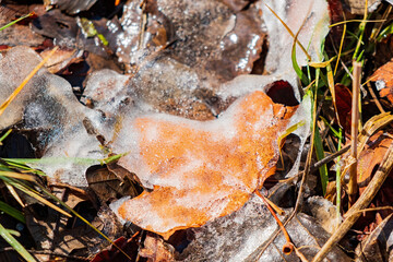 Close up shot of grass frozen on the ground with some water in the Eagle trail