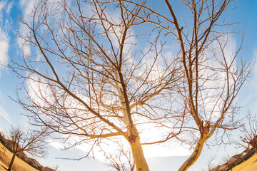 Looking up winter bare tree