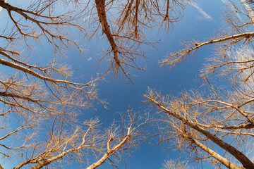 Looking up winter bare tree