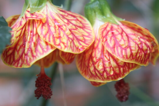 Lanterna chinesa