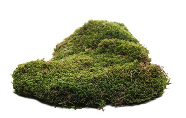 Green moss isolated on white background