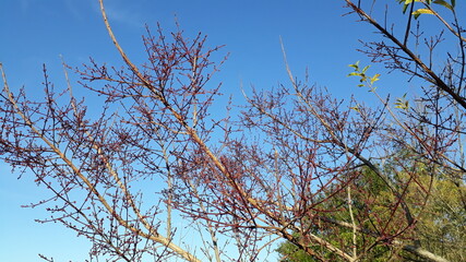 Pau-Rosa