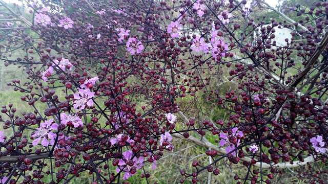 「Pau-Rosa」の写真素材 | 200件の無料イラスト画像 | Adobe Stock