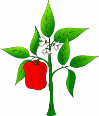 pepper bush with ripened red pepper fruit