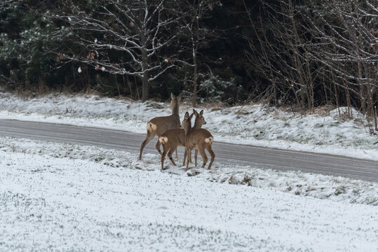 Roe deer by the road. Wild animals and danger on the road. Winter landscape with snow on the field. © PhotoRK