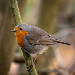 robin on a branch