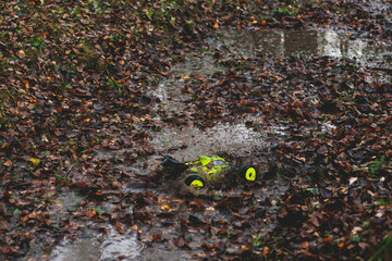 Radio controlled buggies cars race, process of  rc wireless model toy car rally off road outdoor race competition