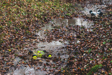 Fototapeta premium Radio controlled buggies cars race, process of rc wireless model toy car rally off road outdoor race competition