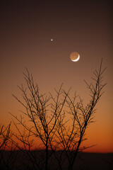 Tree silhouettes, stars and Moon on a vivid sky.
