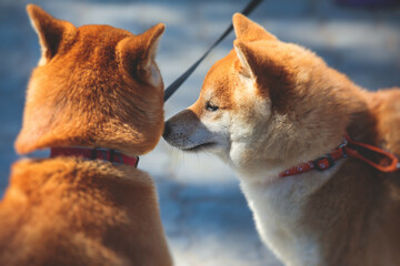Shiba inu Japanese dog, beautiful portrait of two red grown up adult siba inu dog puppy portrait, two dogs playing and sniffing each other