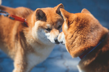 Shiba inu Japanese dog, beautiful portrait of two red grown up adult siba inu dog puppy portrait, two dogs playing and sniffing each other