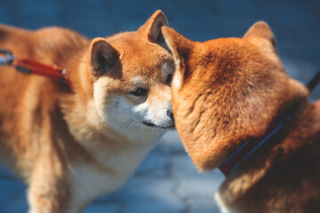 Obraz premium Shiba inu Japanese dog, beautiful portrait of two red grown up adult siba inu dog puppy portrait, two dogs playing and sniffing each other