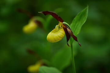 Lady's-slipper (Cypripedium calceolus) Yellow with red petals