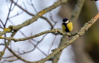 Naklejka premium Meise