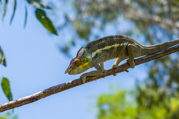 Panther Chameleon on a tree (Furcifer pardalis) in Ankarana National Parc Madagascar - close-up,...