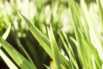 A beautiful natural background of green fresh grass of meadow illuminated by the sun in blurred focus.