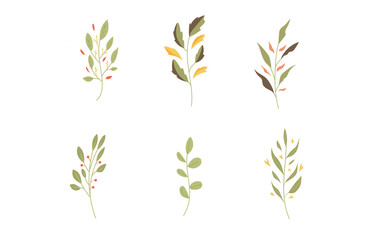 Set or Collection of Botanical Illustration