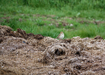 skylark (Alauda arvensis) feeding amongst the remains of a broken hay bale