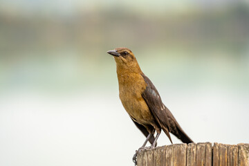 Great-tailed Grackle (female) sits on a tree stump. 