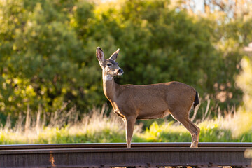 Califormia Mule Deer (Odocoileus hemionus californicus) stands on the railroad. 