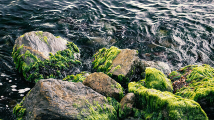 green moss on the rocks