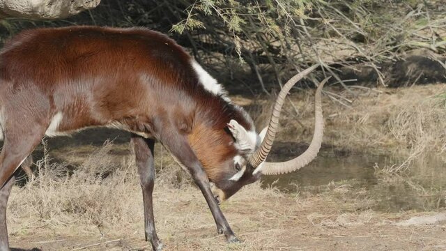The sable antelope (Hippotragus niger) is an antelope which inhabits wooded savanna in East and Southern Africa