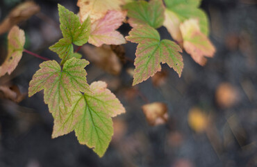 A currant branch along the edge of the image and a place for the text - pastel autumn background, shallow depth of field