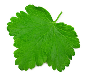 black currant leaf isolated on white background. macro. clipping path