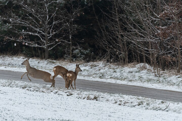 Roe deer by the road. Wild animals and danger on the road. Winter landscape with snow on the field.