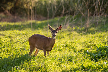 California Mule Deer (Odocoileus hemionus californicus) stands on a meadow and eats grass.
