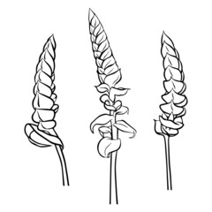 A set of contour drawings of the tillandsia branch of Samantha. Vector isolated clipart. Botanical design. Doodle.