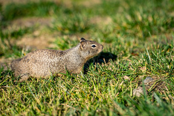 Naklejka na ściany i meble California ground squirrel (Spermophilus beecheyi) sitting on the grass.