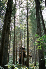 Beautiful forest full of imagination 