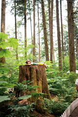 Beautiful forest full of imagination 