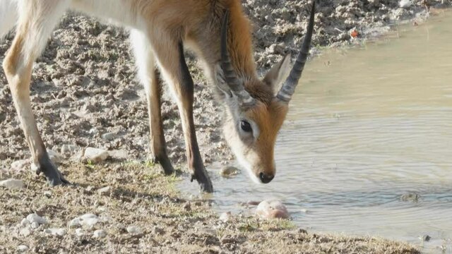 Lechwe (Kobus leche) drinking water, red lechwe or southern lechwe, is an antelope found in wetlands of south central Africa