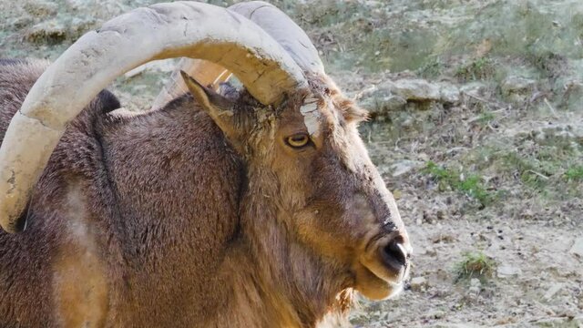 Barbary sheep close up shot