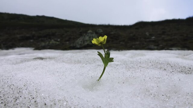 The subnival belt. Snowfield. But stubborn life (floret) blooms among ice and snow. Concept