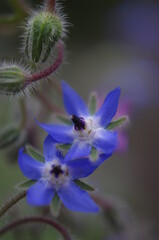 Flower, nature, blue, botany, macro