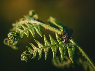 spider on a leaf