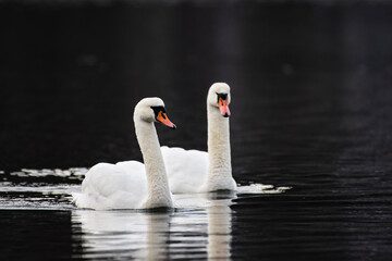 swan on the lake