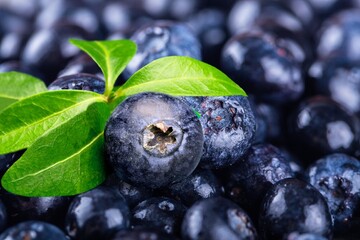 Demonstrating color of 2022 year very peri. Beautiful blueberries background with green leaf.