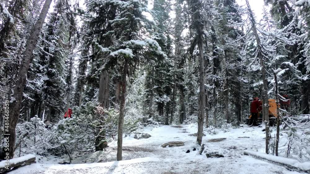 Wall mural man traveler holding cup and getting out of tent in snowy deep forest at yoho national park
