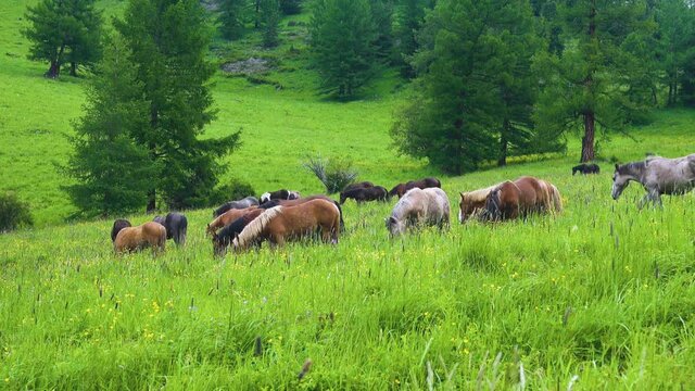 A herd of semi-wild horses well fed on Altai forest meadows